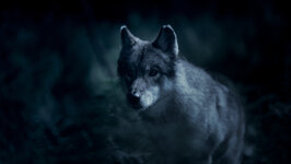 Der Wolf pirscht sich an